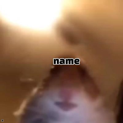 stupid hamster meme
