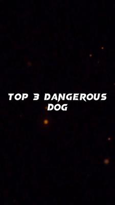 Top 3 Dangerous Dog 
