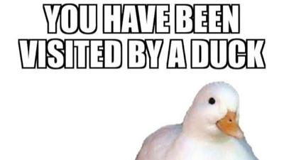 I just love ducks