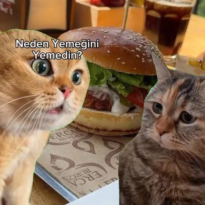 Talking Cats Meme