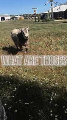 Who are you ? 