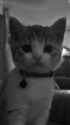 THIS CAT IS SO CUTEE
