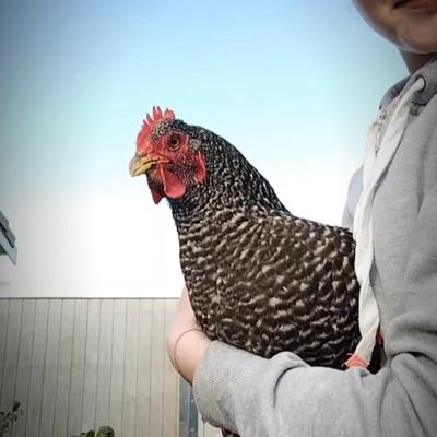 MY CUTE ASF CHICKEN 