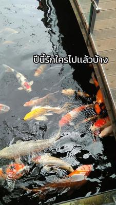 ปีนี้รักใครไปเเล้วบ้าง