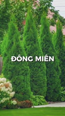 [2] Ảnh
