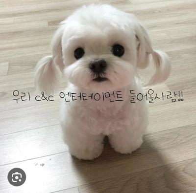 c&c엔터테이먼트 멤버구해요!
