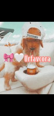 Shoutout….🎀…….🎀……🎀