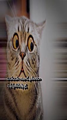 သေကိုမ‌သေနိုင်ဘူတဲ့