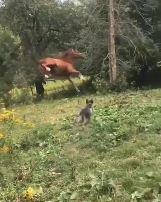 Chute de Cheval