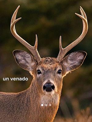 El venao 🦌