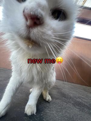 I love my cat