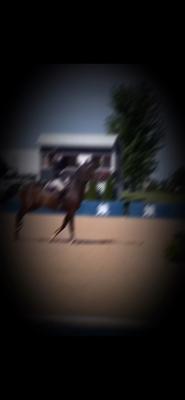 Show jumper edit!
