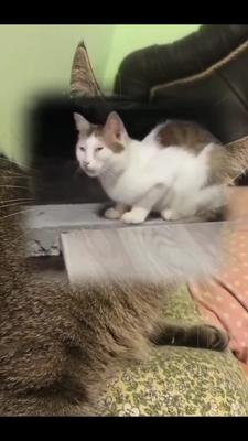 baru tau ada kucing