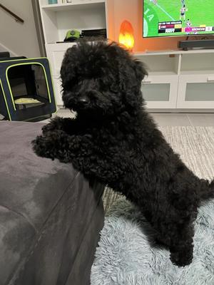 my dogs glowup :3