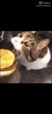kitty you can