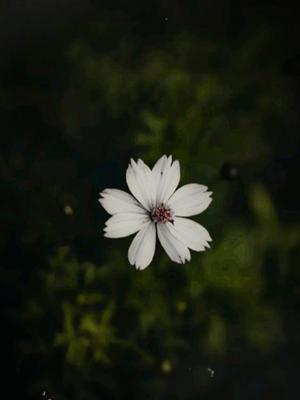 পৃথিবীর ভয়ংকর নেশা 