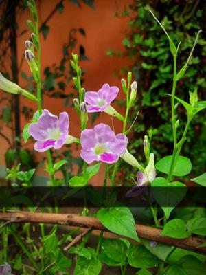 ইসলামিক ভিডিও 