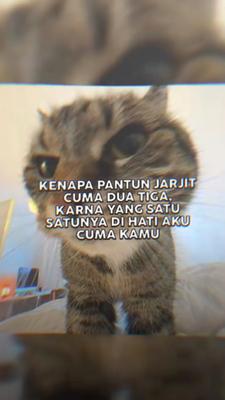kenapa pantun jarjit