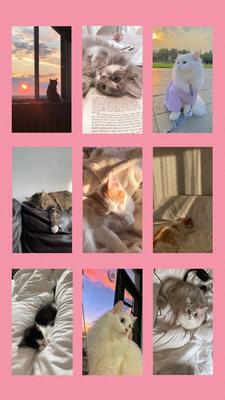 pink bg 9 pics