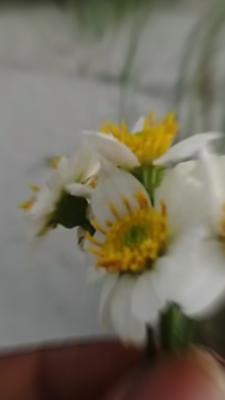 ফুলের নেশা