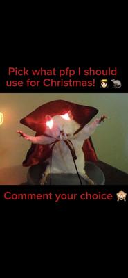 CHOOSE UR RAT PIC