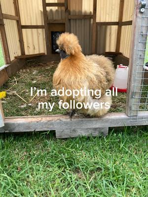 I’m adopting y’all 