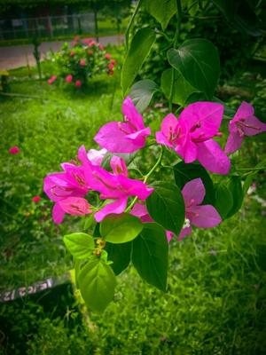 ইসলামিক ভিডিও 