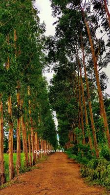 လွမ်းတွေထန်နေပီး