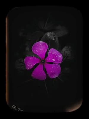 সত্যি বলতে আমার 