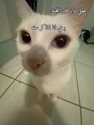 في ايه بجددد