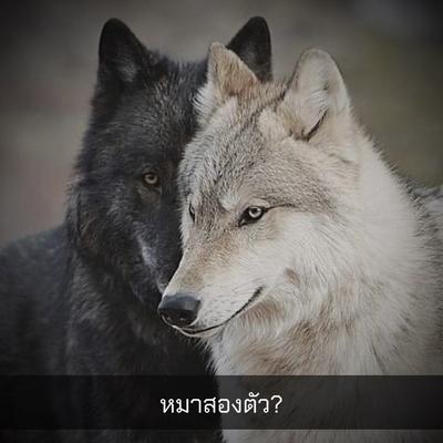 หมาสองตัว?