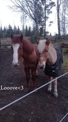 Musse o Lillen<3