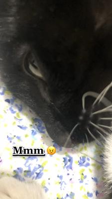 This trend on my cat