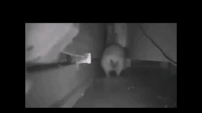 Hedgehog saves u